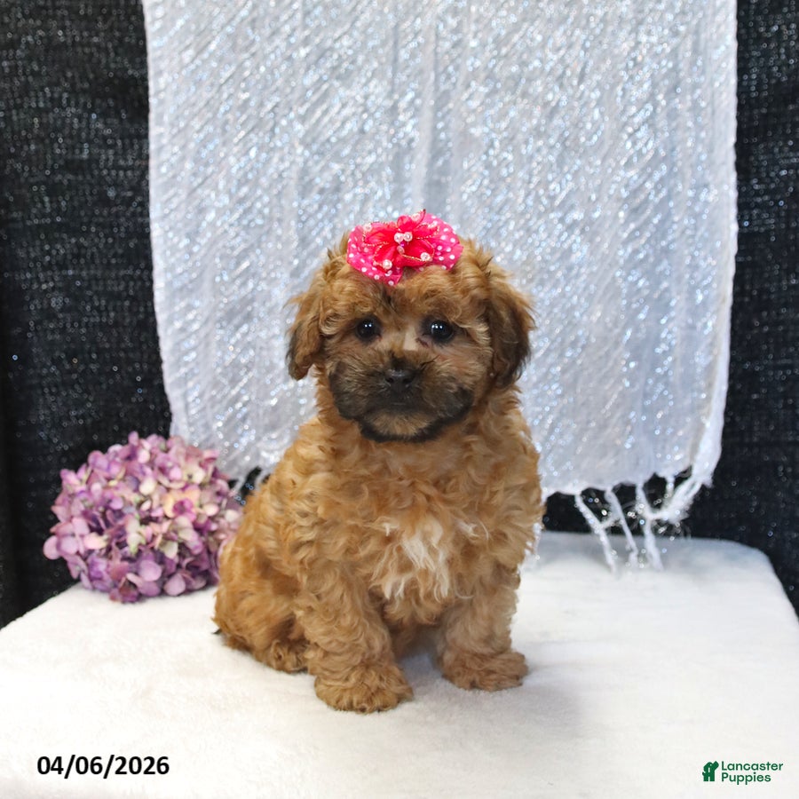 Shihpoo dogs Lulu - Ad 1