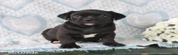 Jug dogs for sale: Midnight - Ad 3