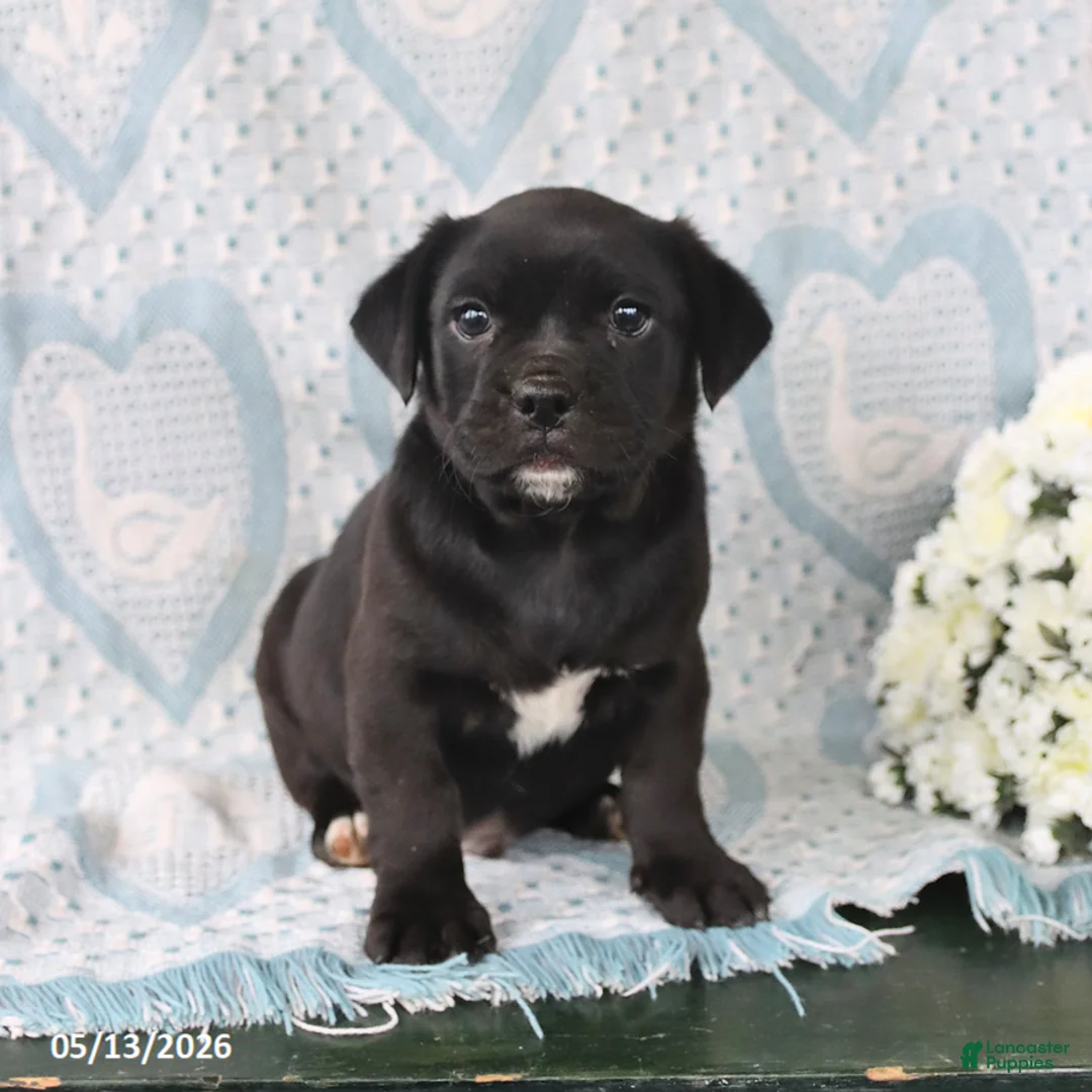 Jug dogs for sale: Midnight - Ad 3