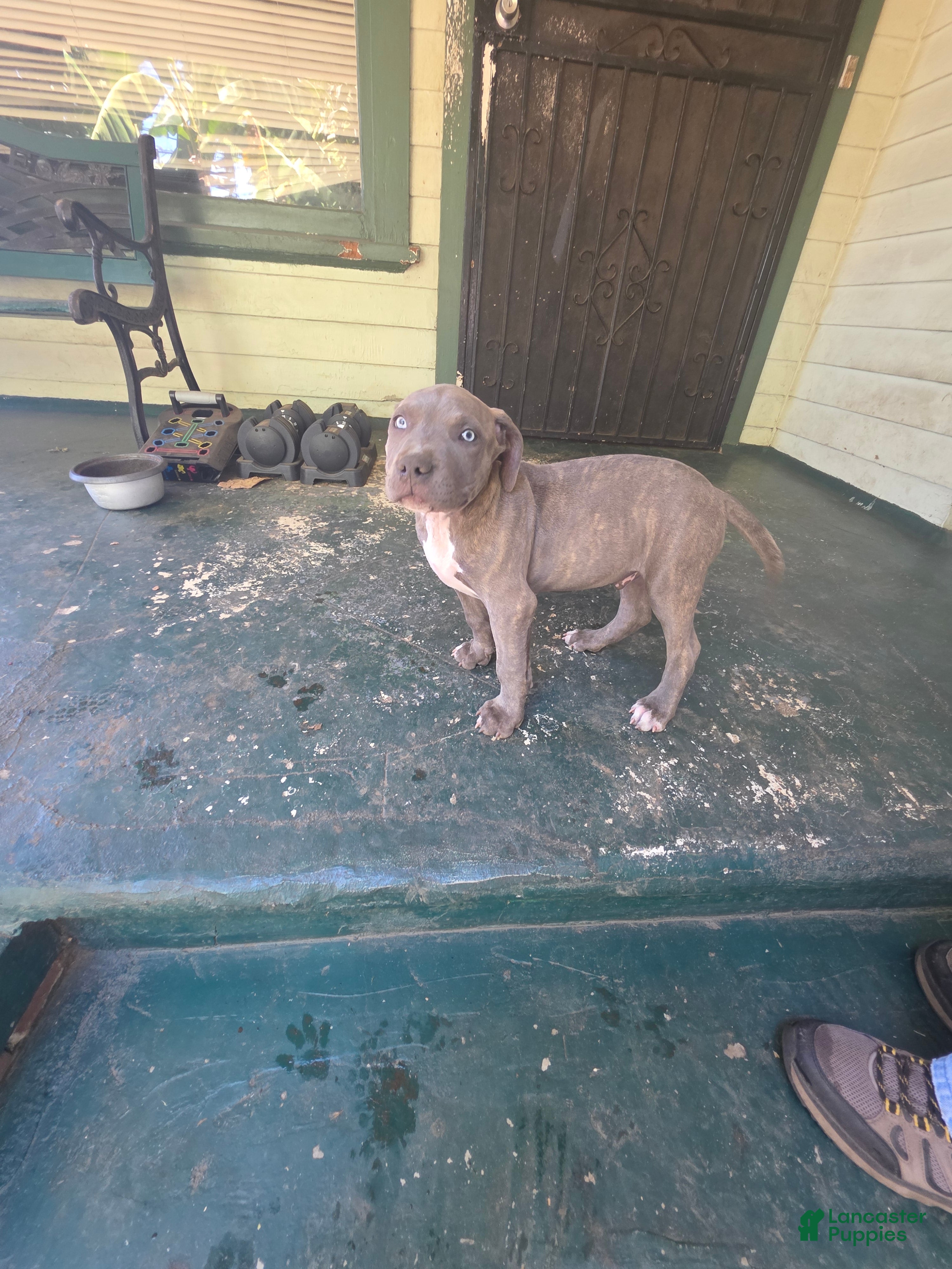 American Pit Bull Terrier dogs American Pit Bull Terrier 2 - Ad 1