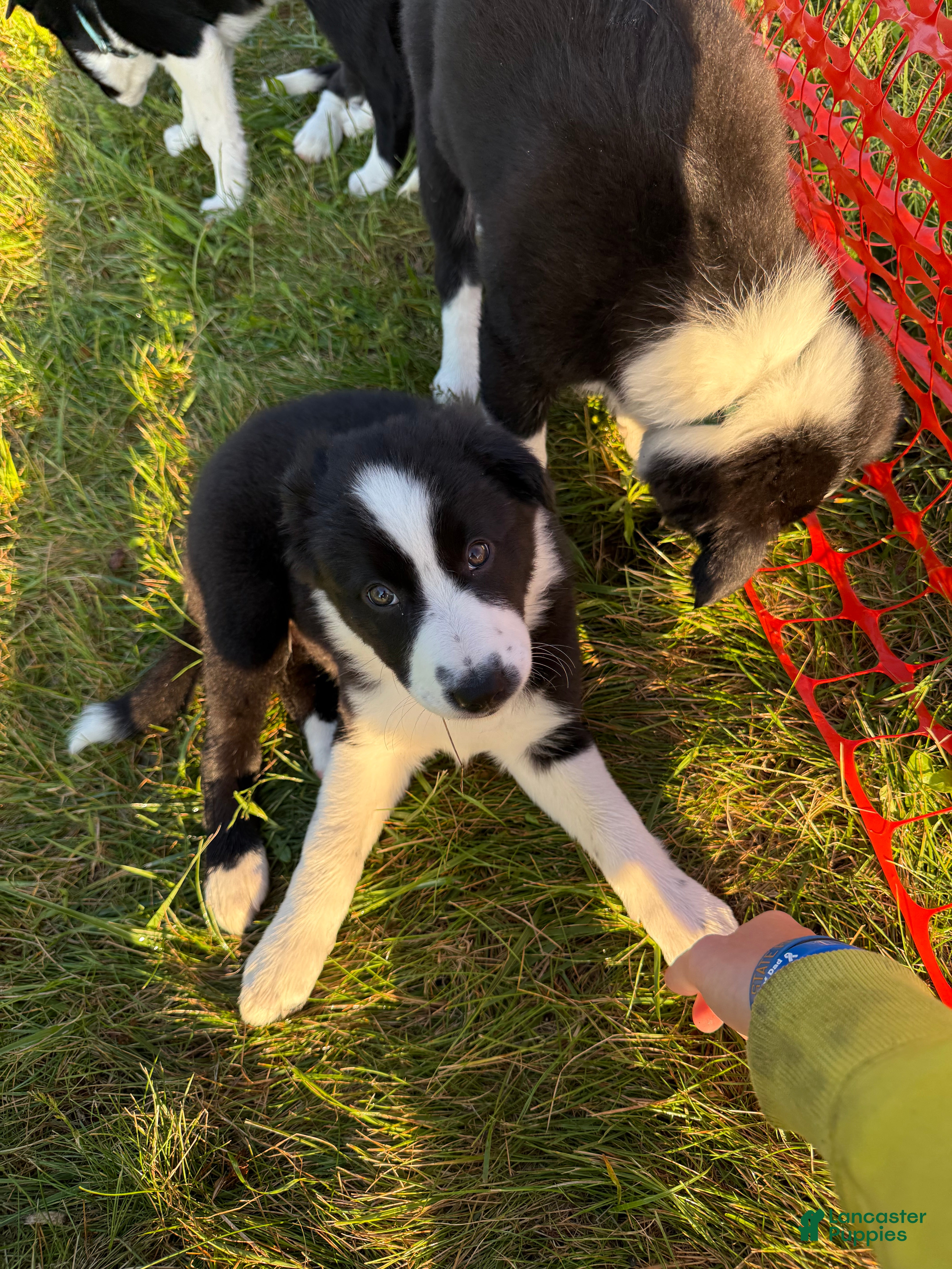 Border Collie dogs Panda  - Ad 5
