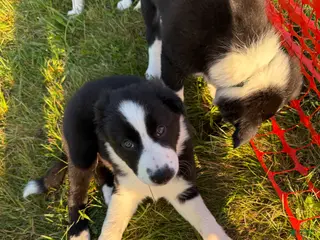 Border Collie dogs Panda - Ad 23
