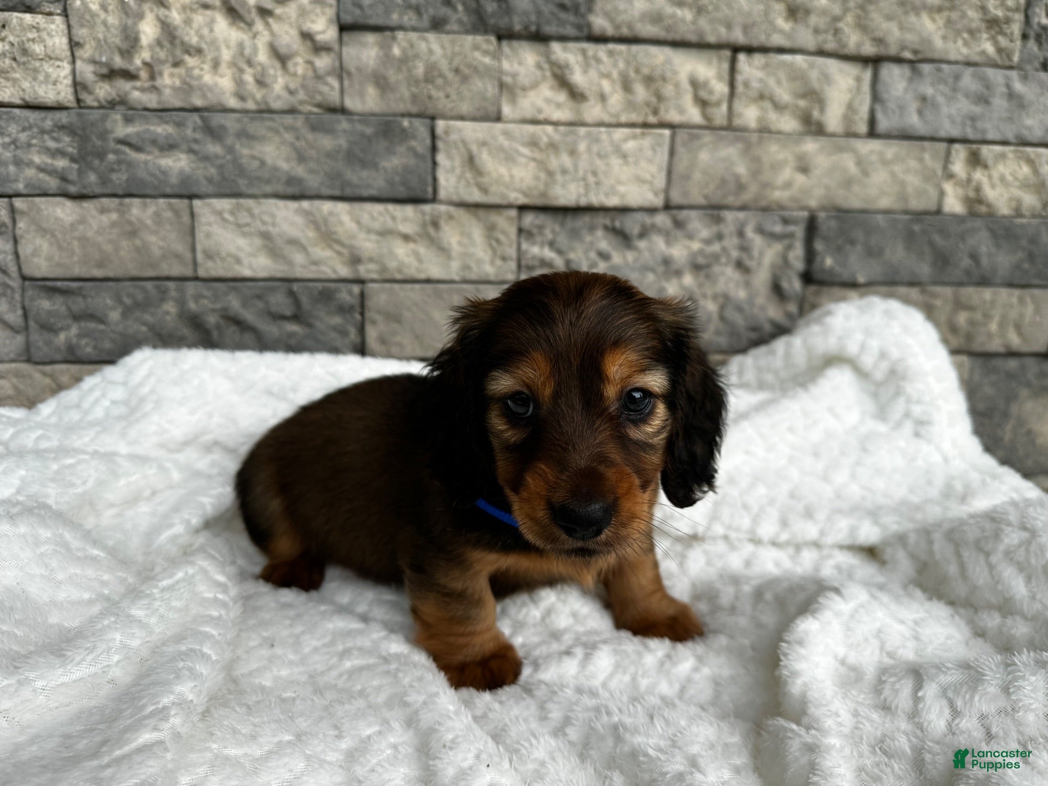 Miniature Dachshund dogs Rex - Ad 11