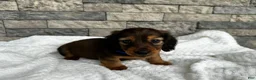 Miniature Dachshund dogs for sale: Rex - Ad 1