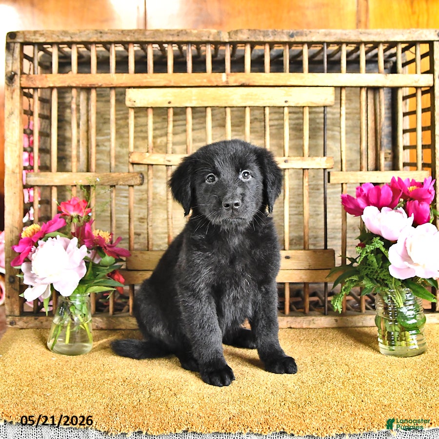 Golden Shepherd dogs Raisin - Ad 1