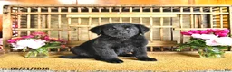 Golden Shepherd dogs for sale: Raisin - Ad 6