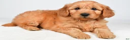 Mini Goldendoodle dogs for sale: Poppy - Ad 5