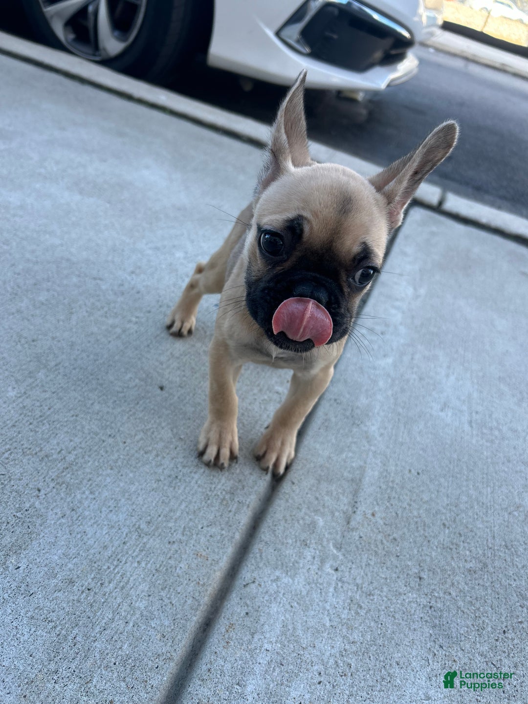 French Bulldog dogs for sale: Lola - Ad 11