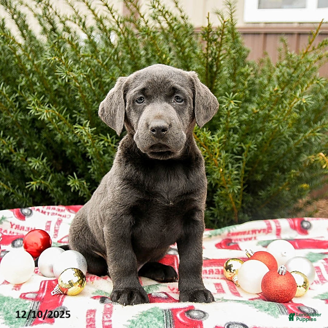 Labrador Retriever dogs for sale: Morris - Ad 1