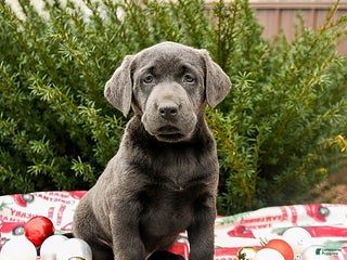 Labrador Retriever dogs for sale: Morris - Ad 2