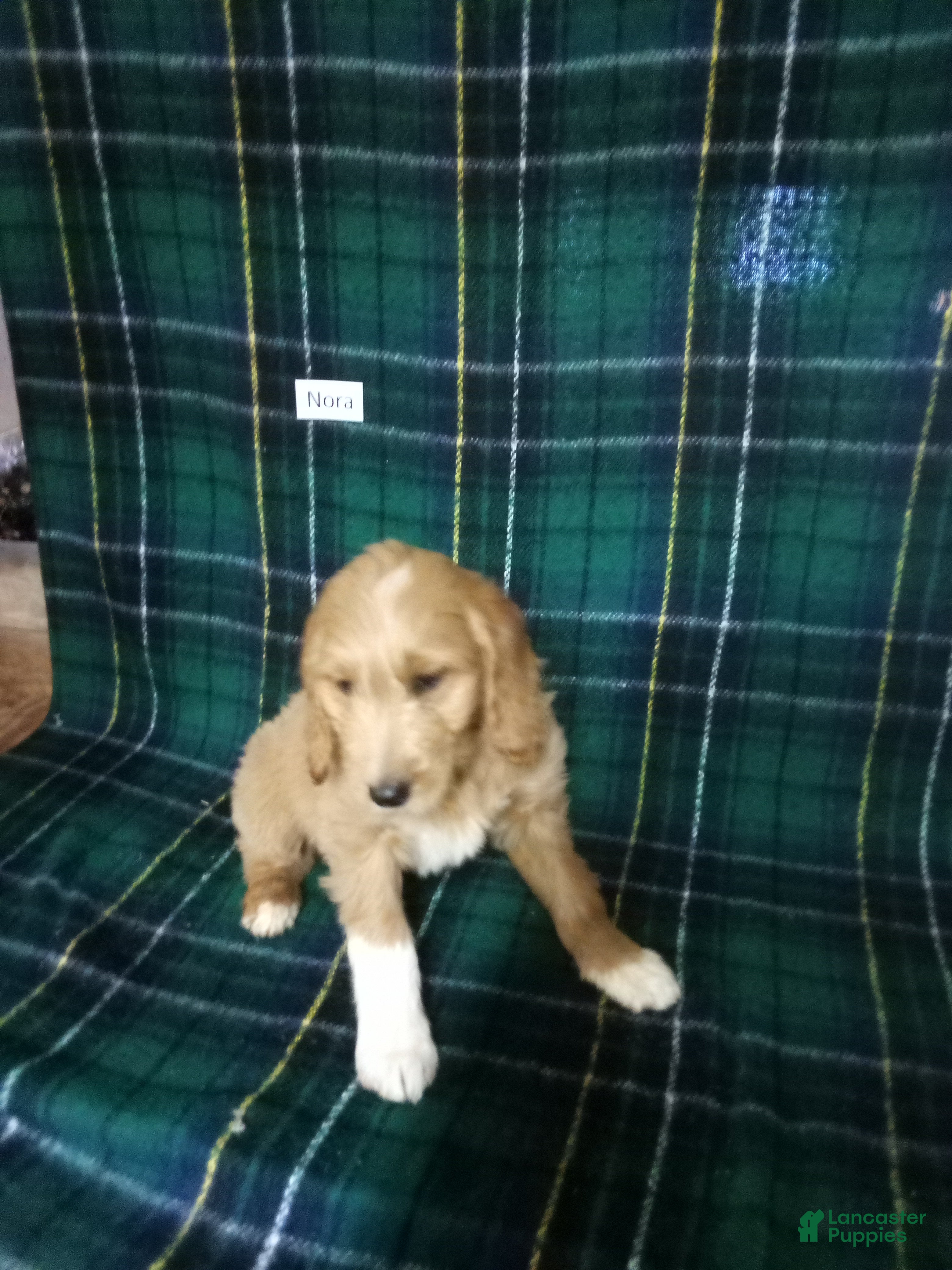 Mixed Breed dogs Nora - Ad 2