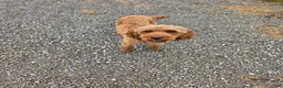 Mixed Breed dogs for sale: Ruger - Ad 2