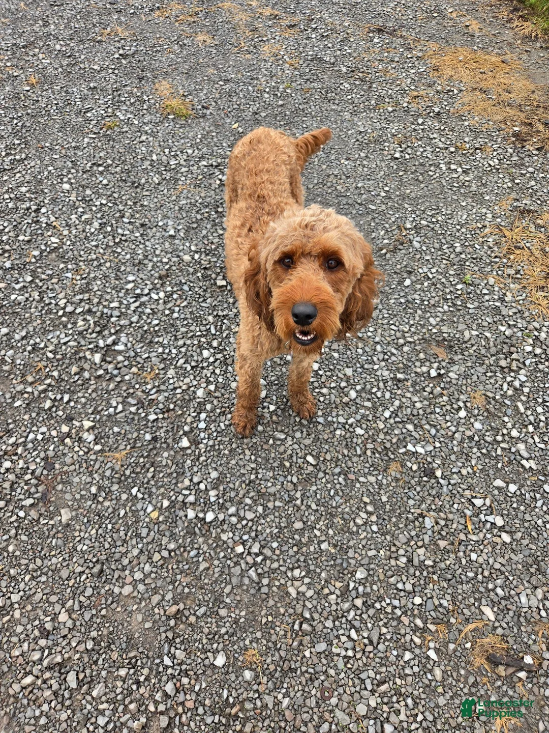 Mixed Breed dogs for sale: Ruger - Ad 2
