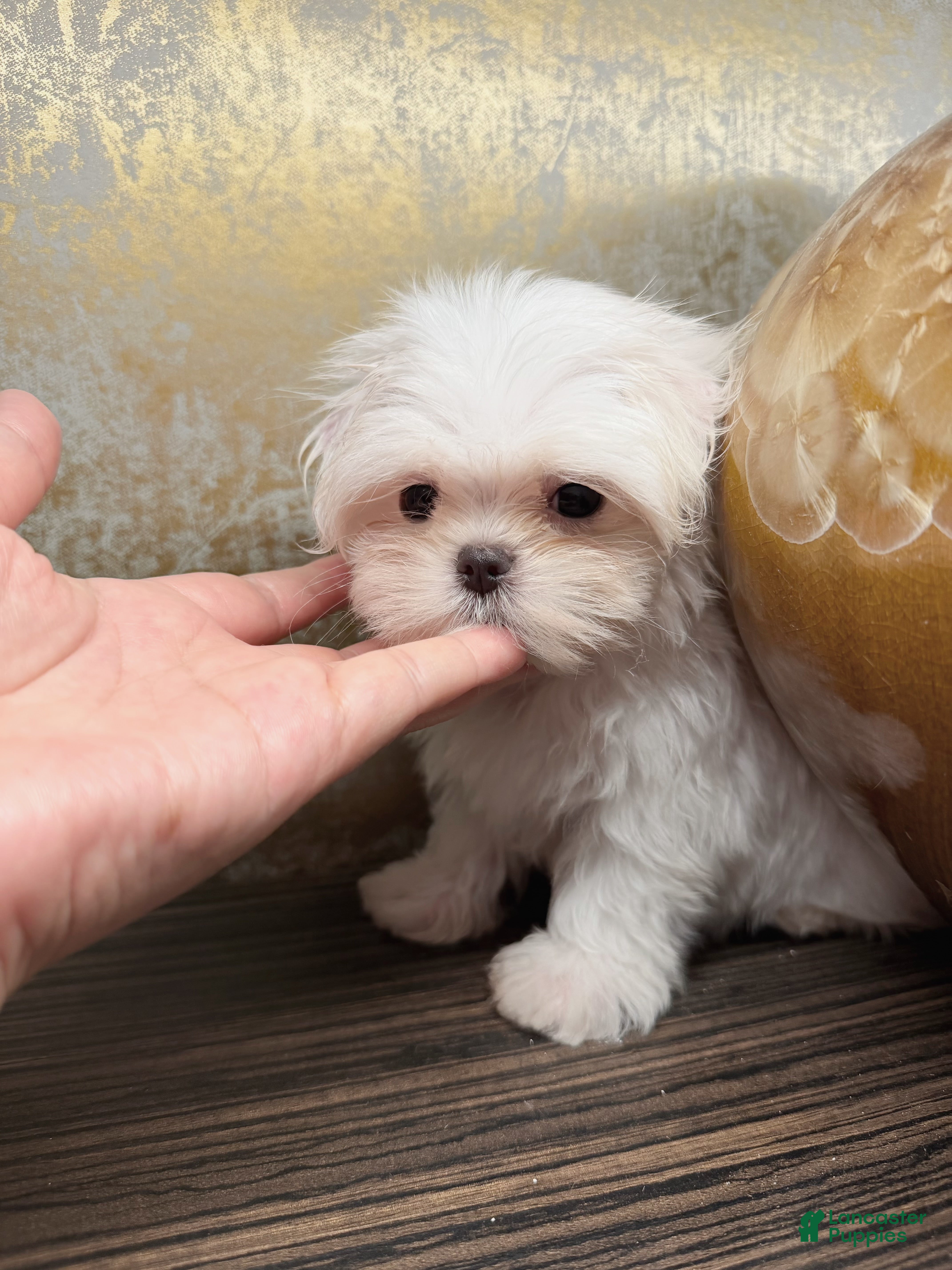 Maltese dogs Delia - Ad 1