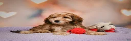 Cavapoo dogs for sale: Penny - Ad 9