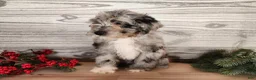 Mini Bernedoodle dogs for sale: Angel - Ad 17