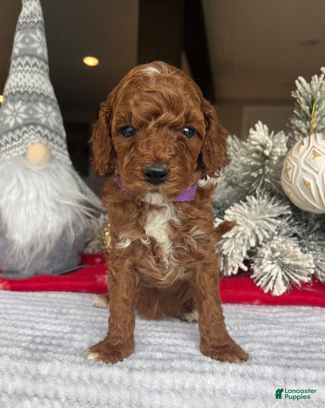 Mini Goldendoodle dogs for sale: Clair - Ad 2