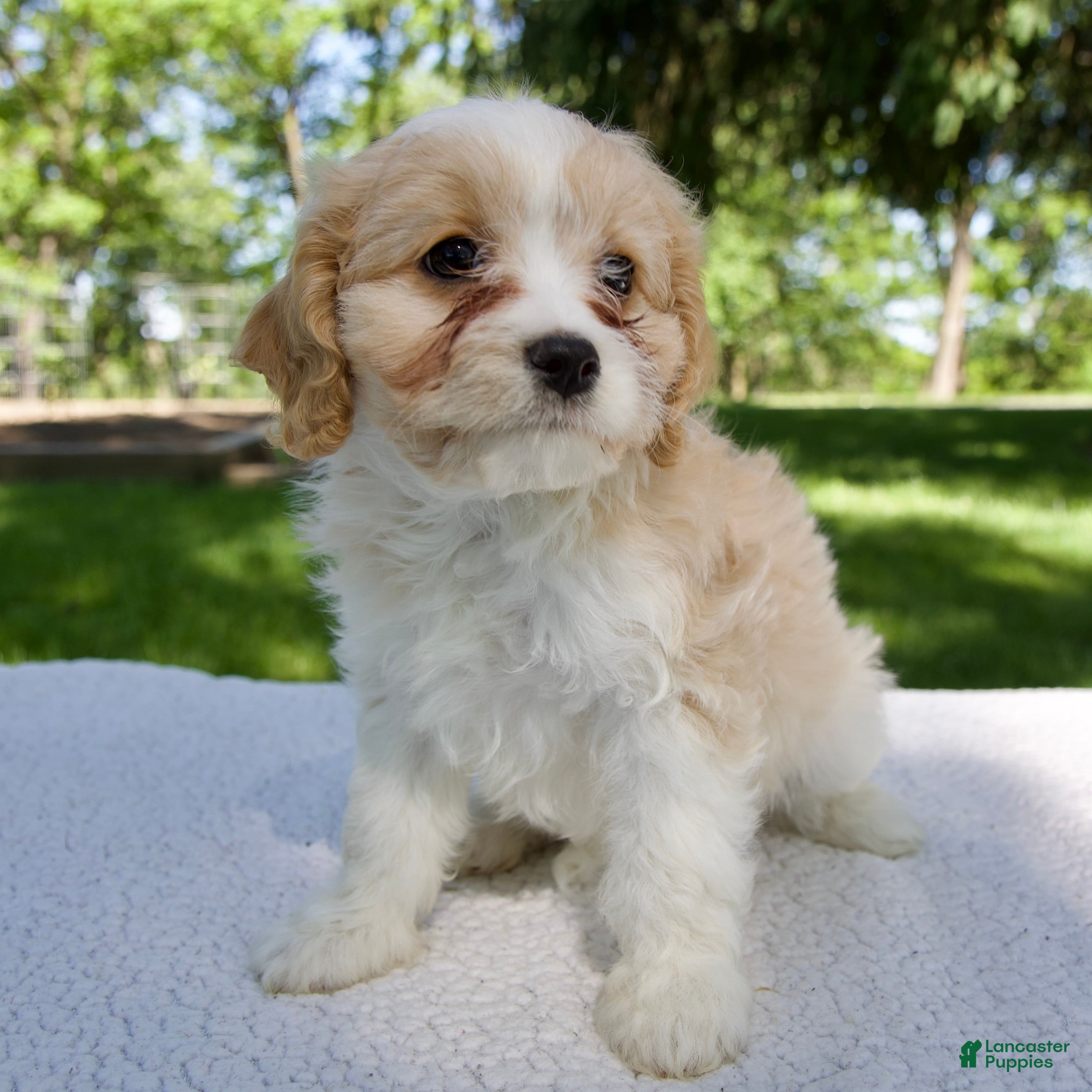Cavapoo dogs for sale: Evie - Ad 5