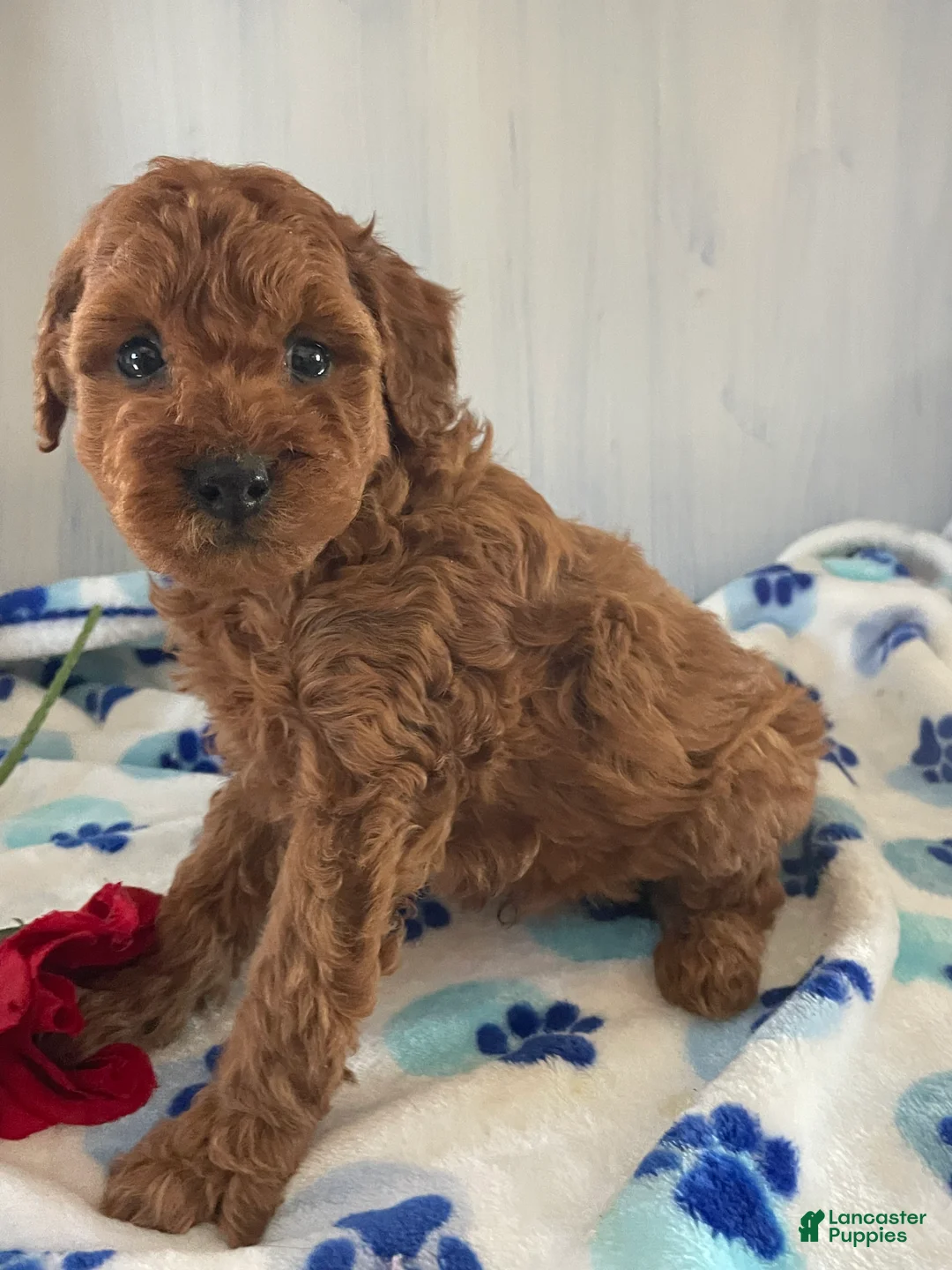 Toy Poodle dogs for sale: Rusty - Ad 4