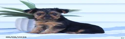 Yorkshire Terrier dogs for sale: Giggles - Ad 4