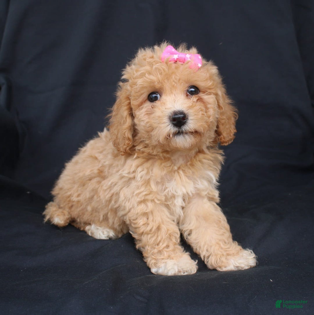 Bichon Poodle Cavachon Poodle Puppies For Sale Cavapoo Cross