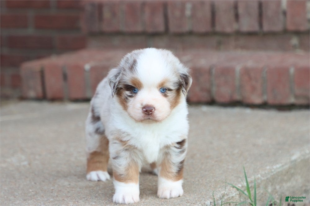 Australian Shepherd dogs Australian Shepherd Puppy 1 - Ad 2