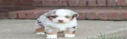 Australian Shepherd dogs for sale: Australian Shepherd Puppy 1 - Ad 2