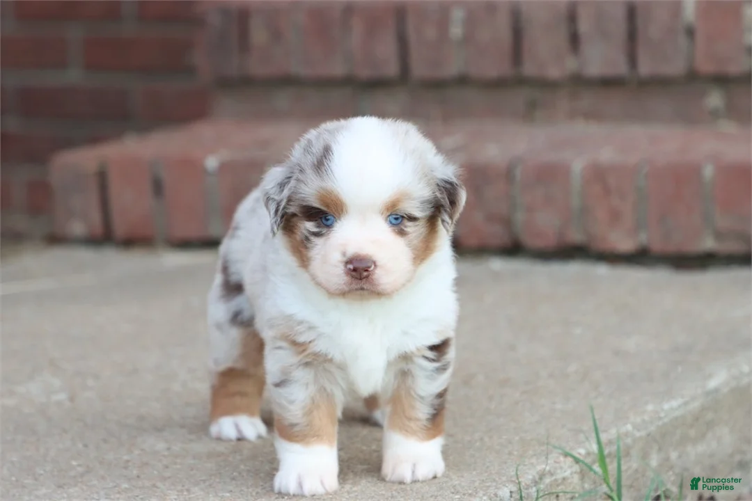 Australian Shepherd dogs for sale: Australian Shepherd Puppy 1 - Ad 2