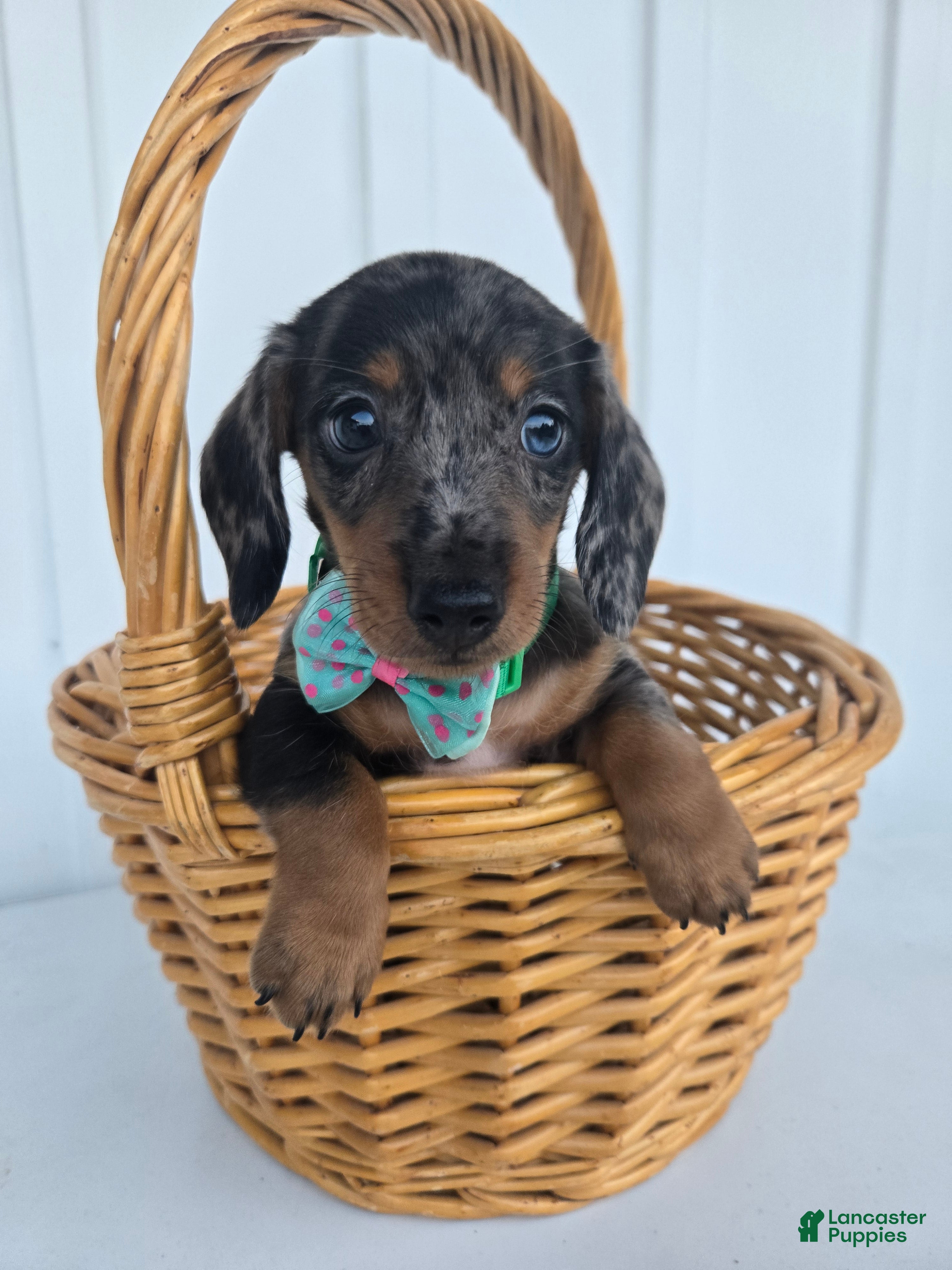 Miniature Dachshund dogs Buddy - Ad 2
