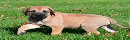 English Mastiff dogs for sale: Axe - Ad 9