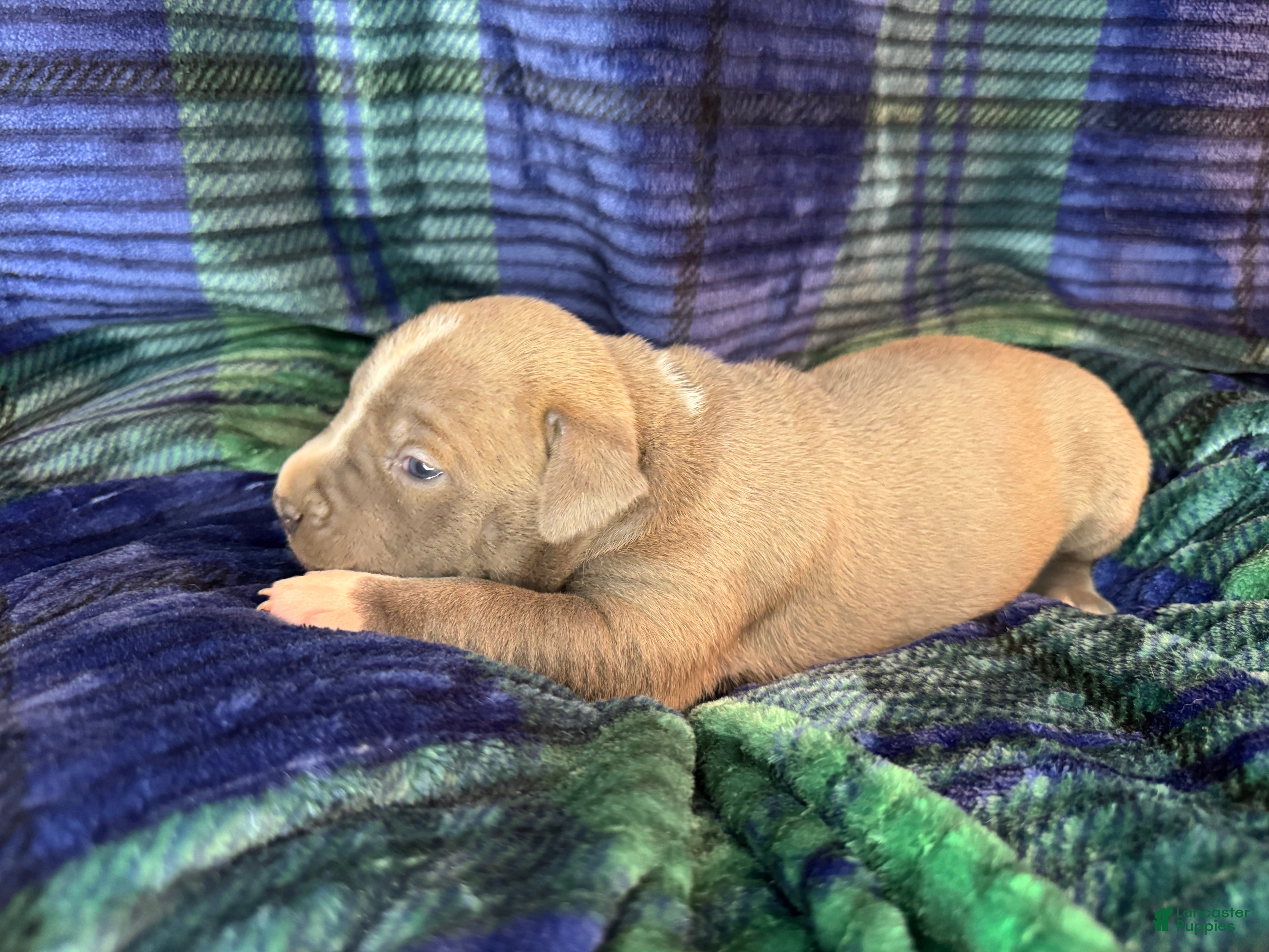 American Bully dogs American Bully Puppy 4 - Ad 2