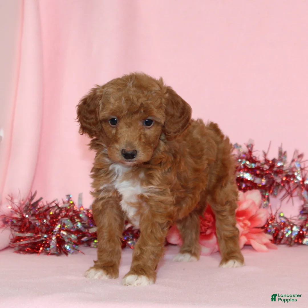 Mini Goldendoodle dogs for sale: Angel - Ad 1