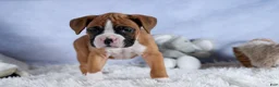 Boxer dogs for sale: Sawyer - Ad 5