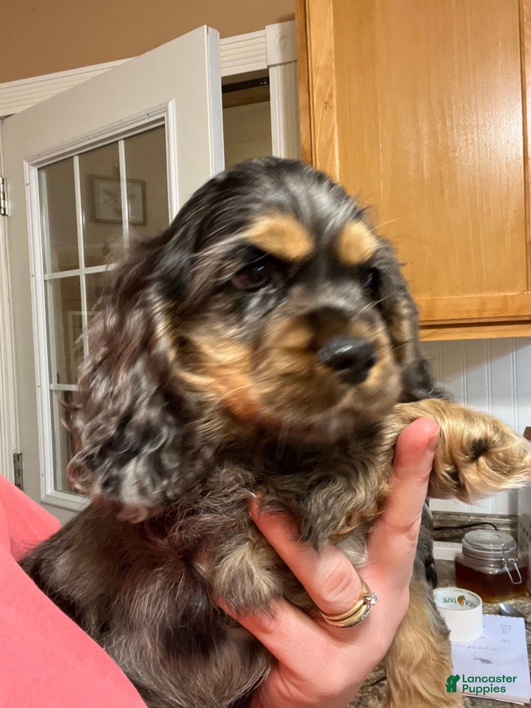 Cocker Spaniel dogs for sale: Fozzy  - Ad 6