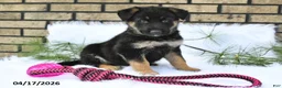 German Shepherd dogs for sale: Charles - Ad 3