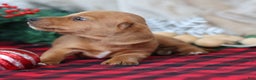 Miniature Dachshund dogs for sale: Sage - Ad 9