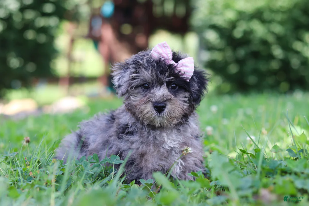 Yorkiepoo dogs for sale: Stella - Ad 2