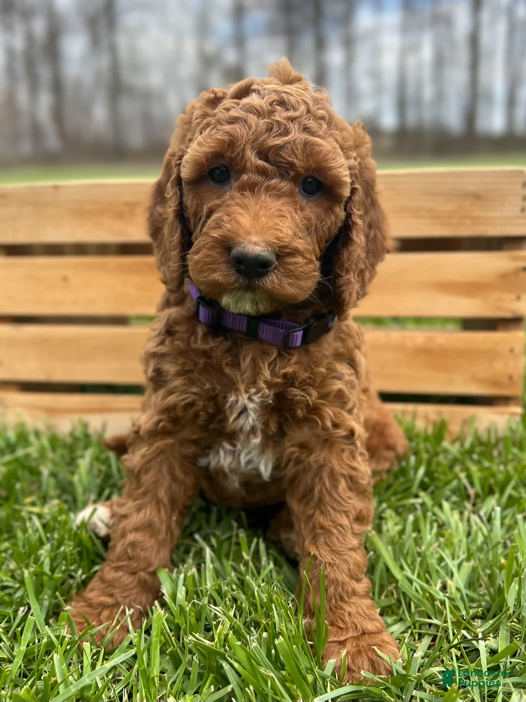 Irish Doodle dogs for sale: Victoria - Ad 1