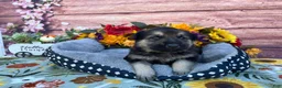 German Shepherd dogs for sale: Onyx - Ad 7