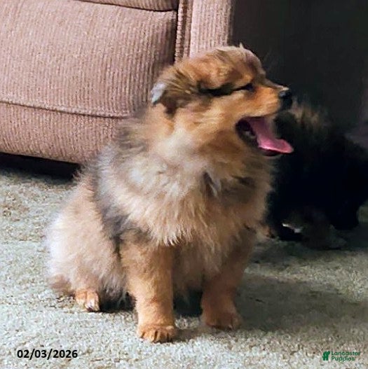 Pomeranian dogs Gracie - Ad 3