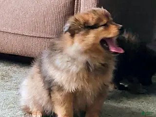 Pomeranian dogs Gracie - Ad 3