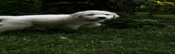 Great Pyrenees dogs for sale: Great Pyrenees pup - Ad 10