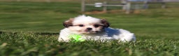 Shih Tzu dogs for sale: Hunter - Ad 4