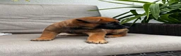 Belgian Malinois dogs for sale: Banjo - Ad 3