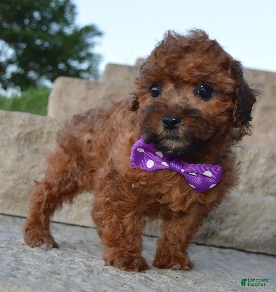 Shihpoo dogs for sale: Snickers - Ad 1