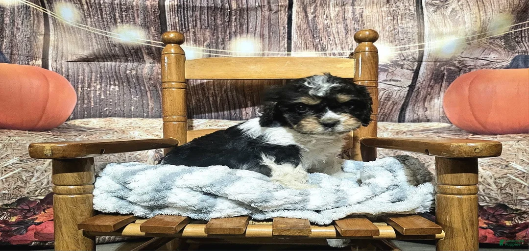 Gallery Image {{count}}