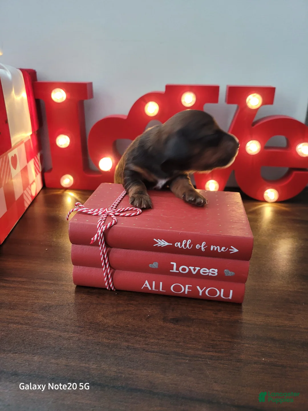 Miniature Dachshund dogs for sale: Romeo - Ad 11