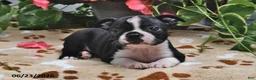 Boston Terrier dogs for sale: Lucinda - Ad 1