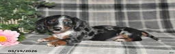 Miniature Dachshund dogs for sale: Chloe - Ad 4