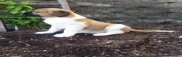Saint Bernard dogs for sale: Bella  - Ad 2